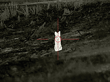 A white-hot bobcat as seen through the InfiRay RICO G-LRF optic at six power magnification. The benefit of starting with a high resolution is that the image will still be clear even when increasing the magnification.